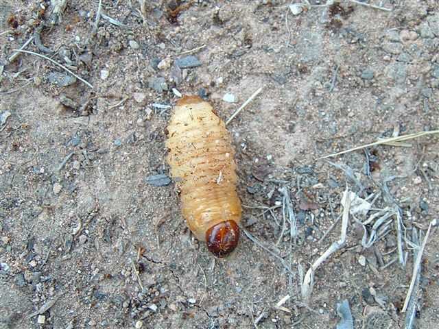 Imatge de larva del morrut de les palmeres (Rhynchophorus ferrugineus)
