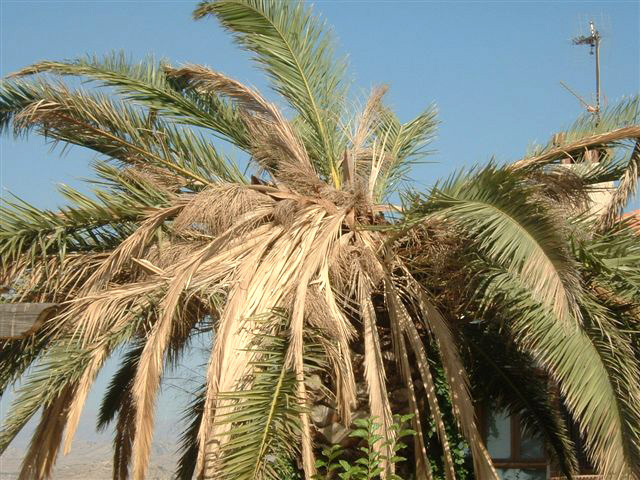 Imatge de palmera afectada pel morrut de les palmeres (Rhynchophorus ferrugineus)