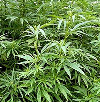 Planta de C&agrave;nnabis