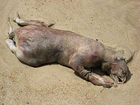 Monstre Montauk 